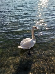 swan on the lake