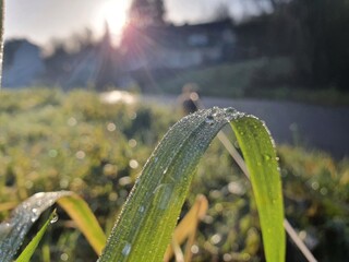 field in the morning