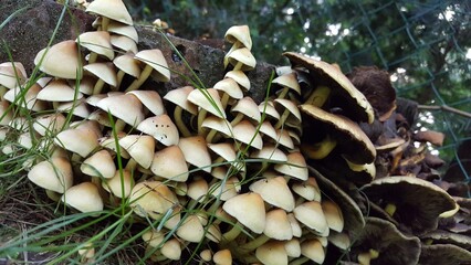 mushrooms in the forest