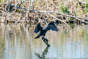 Cormorant with Wings Spread Sunning Itself in Audubon Park Lagoon in New Orleans, LA, USA