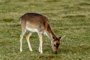 deer in the woods