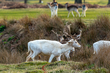 white deer