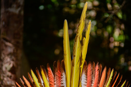 yellow headdress, natural feathers, Indian's day, carnival fantasy, craftsmanship, yanomami indians, indigenous yellow september, yellow september, wild nature, Indian's day, background image