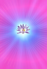 Lotus flower in pink light
