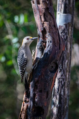 Golden-fronted woodpecker