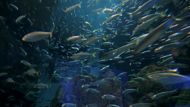 Horde of fish swim in a circle under the water. High quality 4k footage