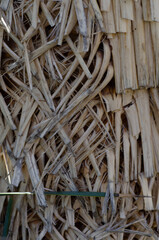 Textura de tronco de palmera