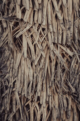 Textura de tronco de palmera