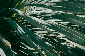 detalle palmera verde