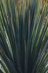 Abanico de hojas de palmera