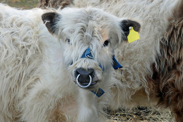 Fototapeta premium young. white Scottish Highland Cattle