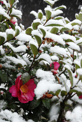 雪の椿