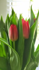 bouquet of tulips