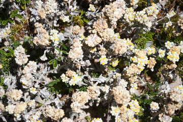 Beautiful flower  in the beggining of the sping