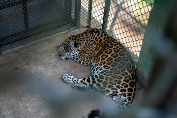 JAGUAR IN CAPTIVITY 