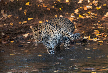 Amur Leopard