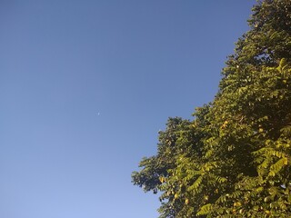 Tree and sky