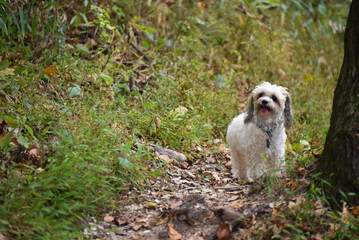 Pet Waits Impatiently on Mirror Lake Trail for Owners