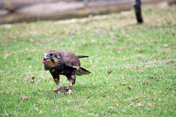 the brown falcon can catch its prey in mid air