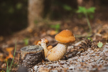 A fungus growing from an old cut tree stump in Acadia National Park in Maine. Fall is a great time for mushrooming. The background is blurred but shows a forest filled with trees. © Rose Guinther