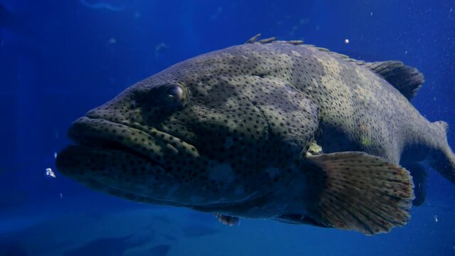 Close up to a Huge ugly grouper fish under the water. High quality 4k footage