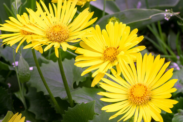 Yellow flowers of Doronicum caucasicum 'Little Leo', close up