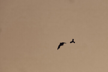 birds flying in the sky