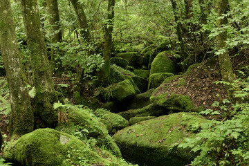 deep forest and waterfall with green moss covered rocks