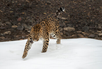 Amur Leopard