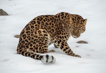 Amur Leopard - obrazy, fototapety, plakaty
