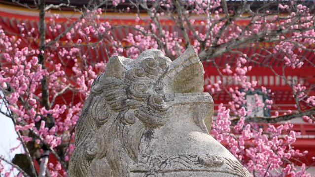 Stone Komainu with cherry blossom and japanese pagoda in the backgraound in Kyoto, Japan. Guard statue of lion-dog. High quality FullHD footage