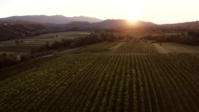 Vineyards on terraces at evening light, golden hour, aerial shot, sun shines into camera, Vipava valley