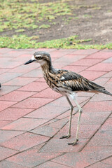 Obraz premium this is a side view of a bush stone curlew
