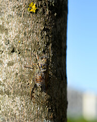 common cicada on the tree - Parque da Paz, Almada Portugal -  August, 2020