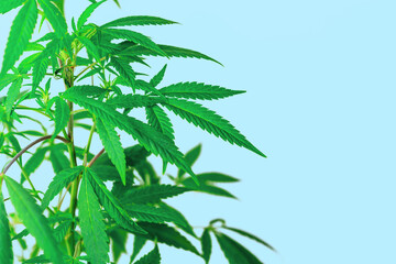 Leafy medical Cannabis plant isolated on blue background with copy space