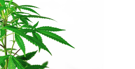 Leafy medical Cannabis plant isolated on white background with copy space