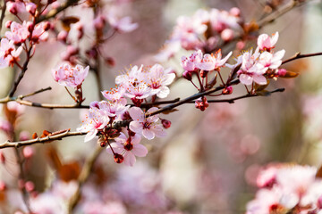 pink cherry blossom