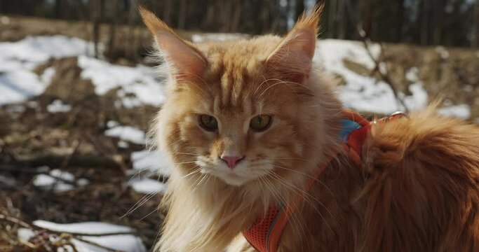 muzzle of a fluffy cat of a red Maine Coon breed on a walk, portrait of a cat's face sniffs the air and moves its whiskers, a Maine Coon red cat in a snow harness, a pet in the forest, in nature, wild