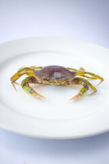 Green crab on a white plate ready to be cooked