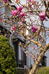 Close up of magnolia tree with stunning pink flowers. Photographed in the front garden of a house in Kensington, west London UK. 