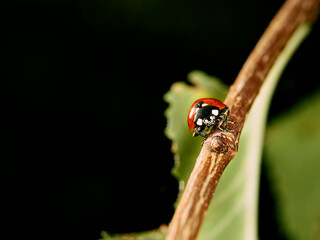 ladybug on a leaf