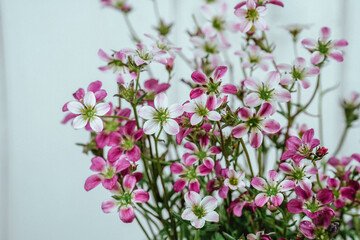 Carnival Saxifrage flowering plant. Small pink and white flowers.  White background.