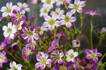 Carnival Saxifrage flowering plant. Small pink, purple, white flowers. Dark wood background. 