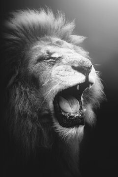 black and white portrait of a roaring white lion