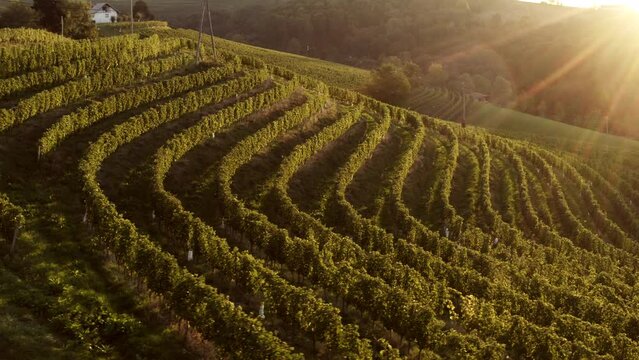 Vineyards on terraces at magic morning light, aerial shot, sun shines into camera