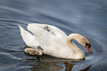 Obraz premium A swan swimming with her cygnets riding on her back