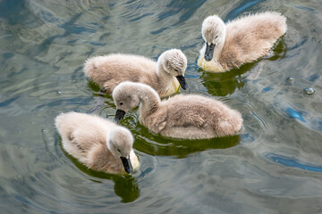 four little cygnets, spring time, new life
