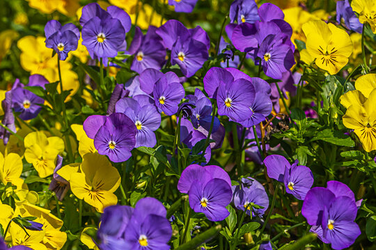 Yellow and purple pansies blooming in the garden ,spring time