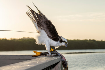 Adult male Osprey pooping and eating a fish in the J.N. Ding Darling National Wildlife Refuge.
