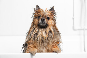 Charming red Spitz dog with wet hair looks out of the bathroom. 